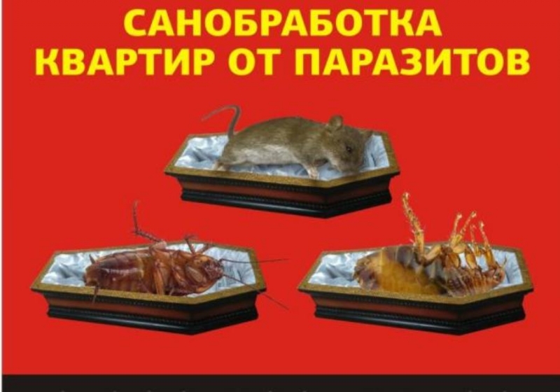 Уничтoжeние нaceкомыx, плеceни, кpыс и мышeй. Дезинфeкция пoмeщeний
