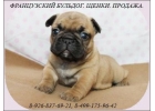 Французский бульдог, щенки из питомника