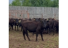 Продам телок и бычков