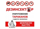 Уничтожение тараканов и других насекомых. Дезинсекция
